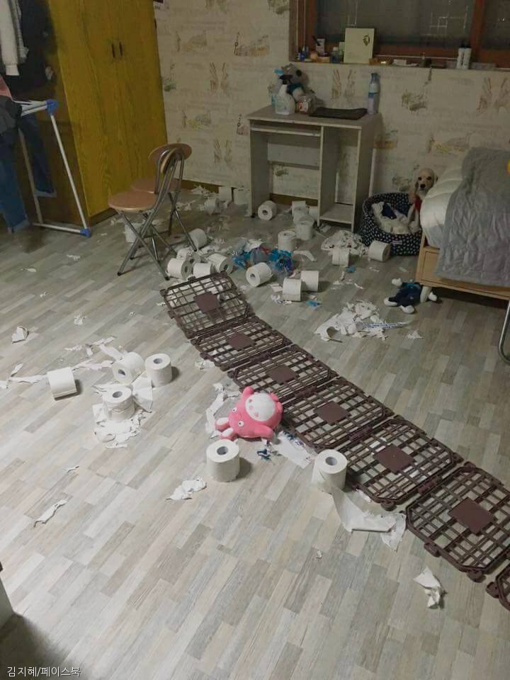 노트펫