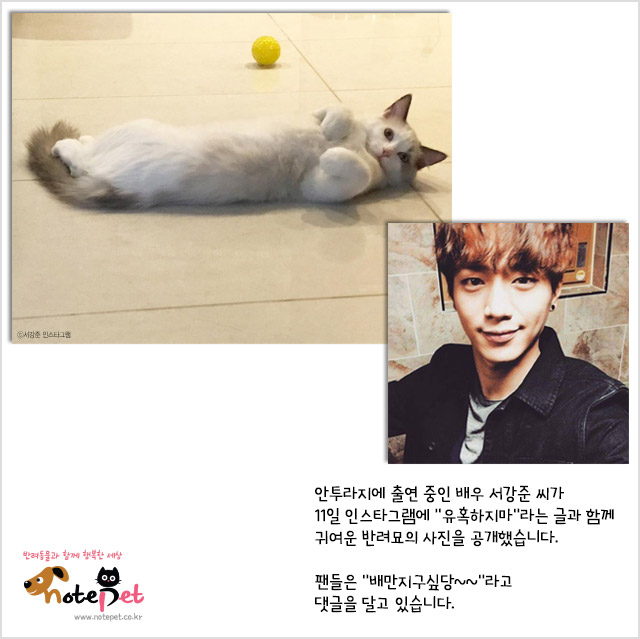 노트펫