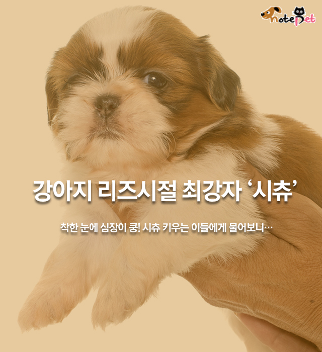 노트펫
