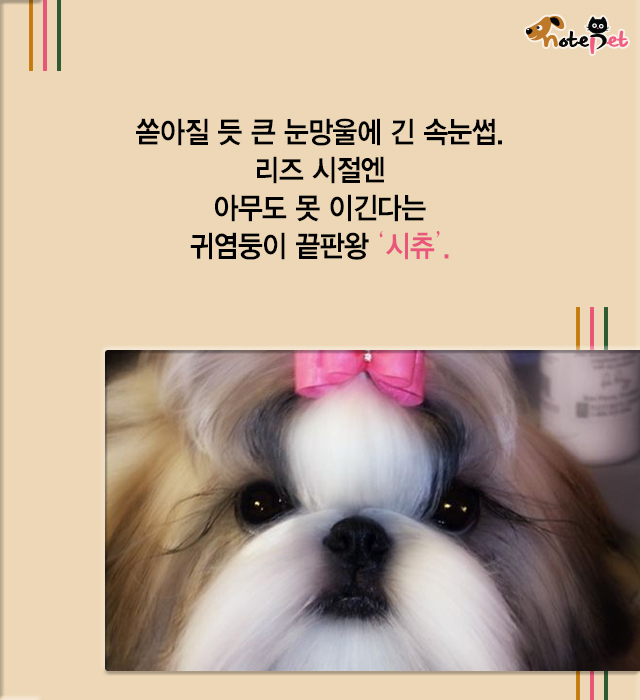 노트펫