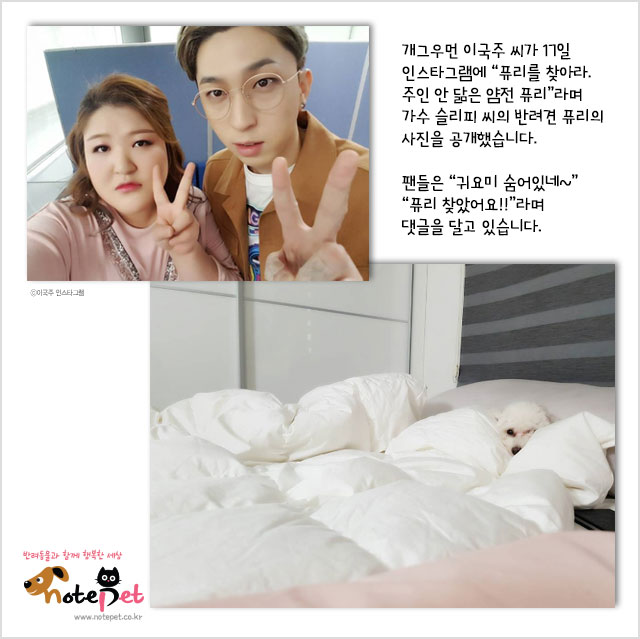 노트펫