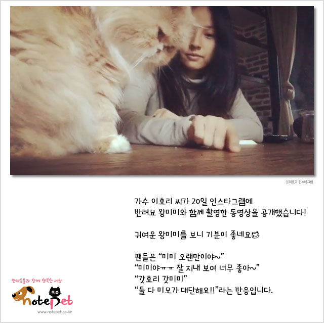 노트펫