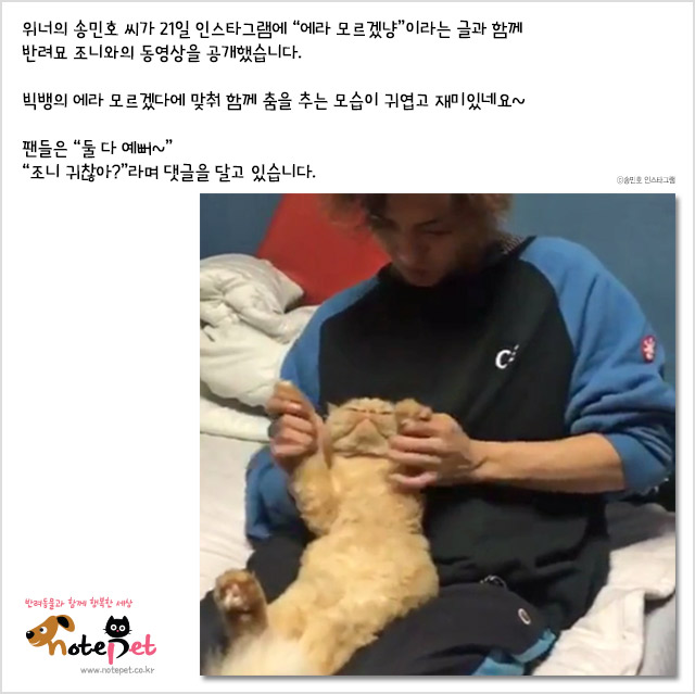 노트펫