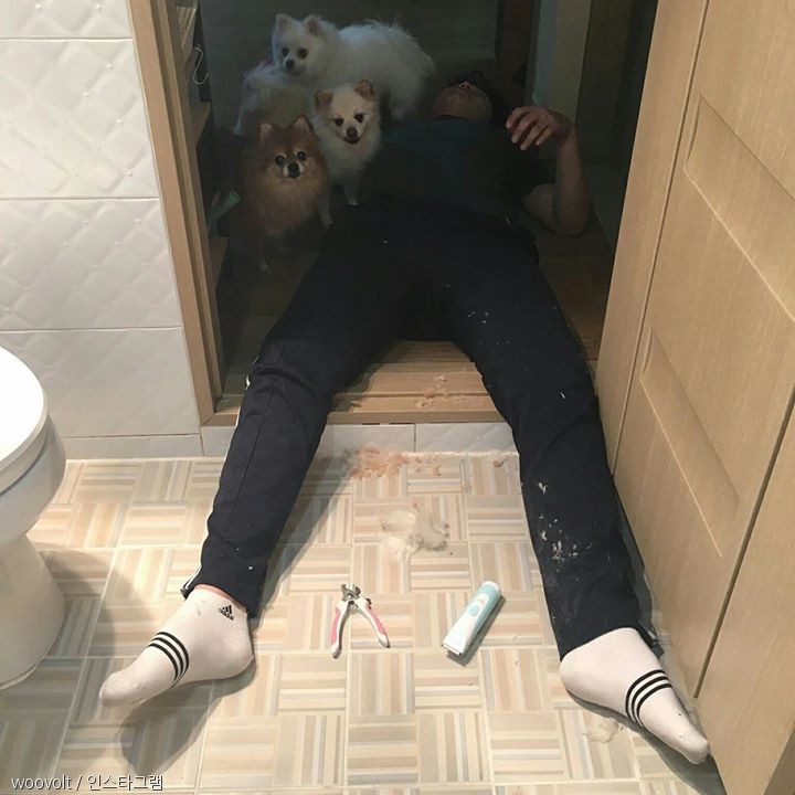 노트펫