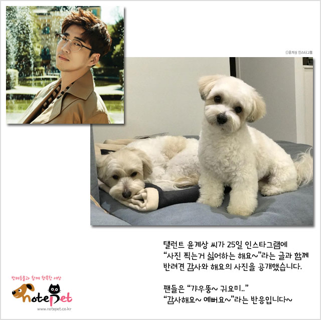 노트펫