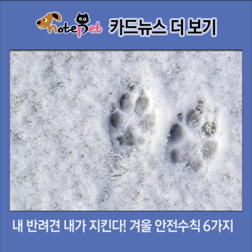노트펫