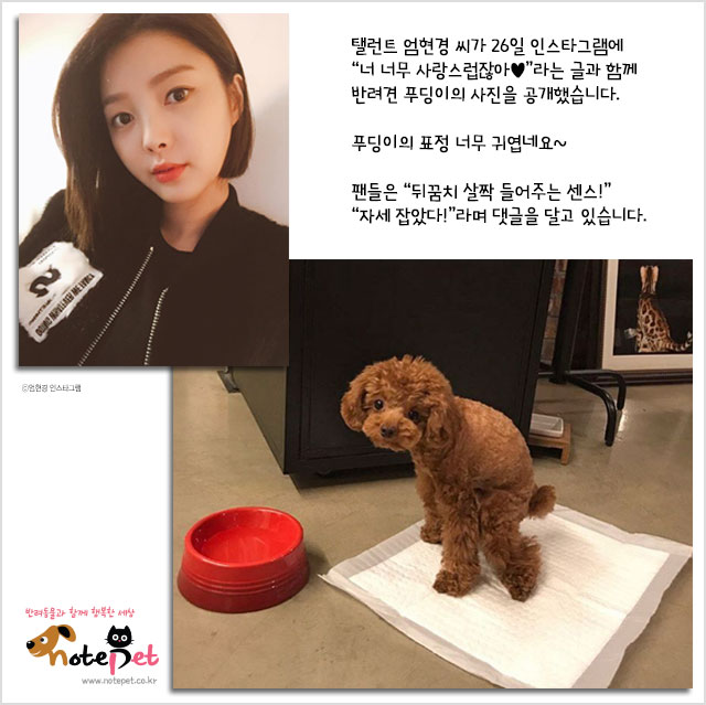 노트펫