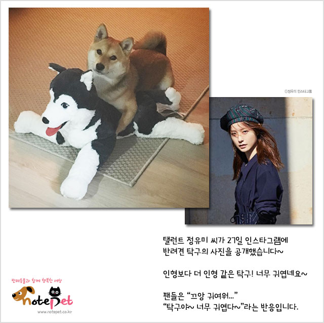 노트펫
