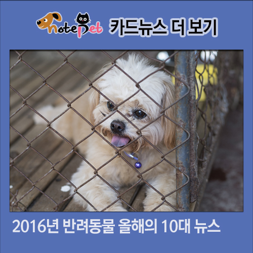 노트펫
