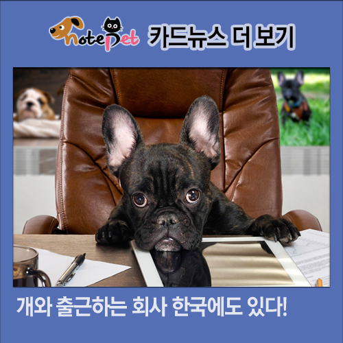 노트펫