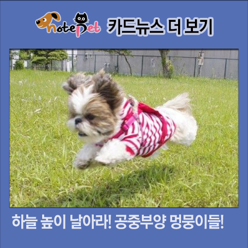 노트펫