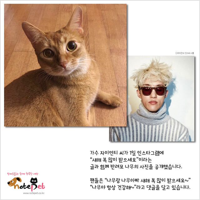 노트펫