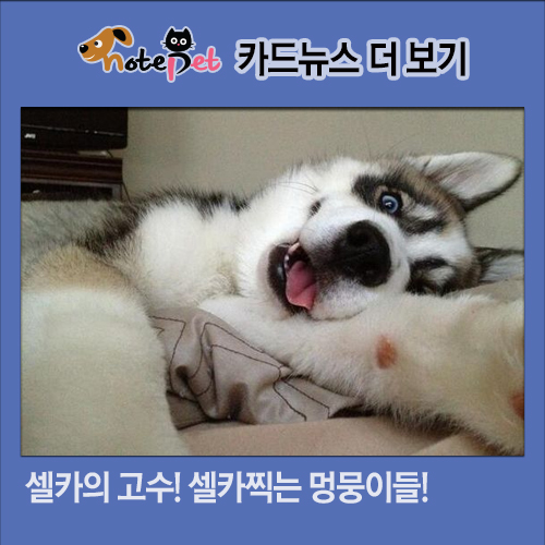 노트펫