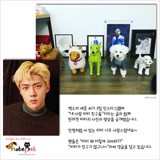 노트펫