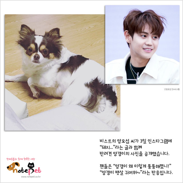 노트펫