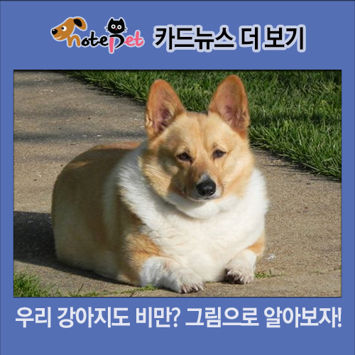 노트펫
