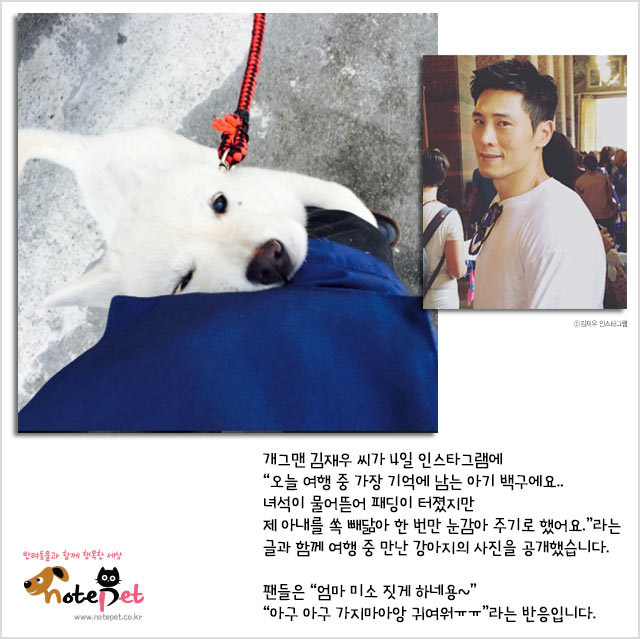 노트펫