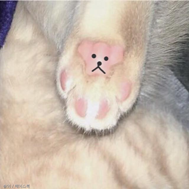 노트펫