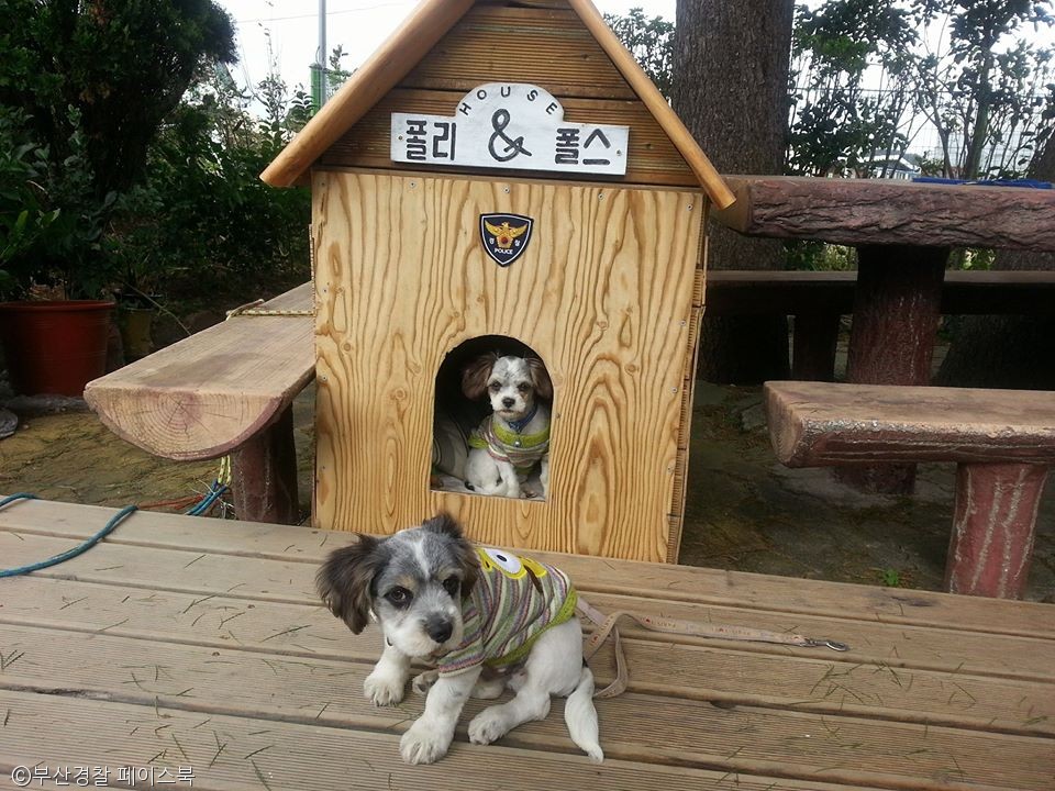노트펫