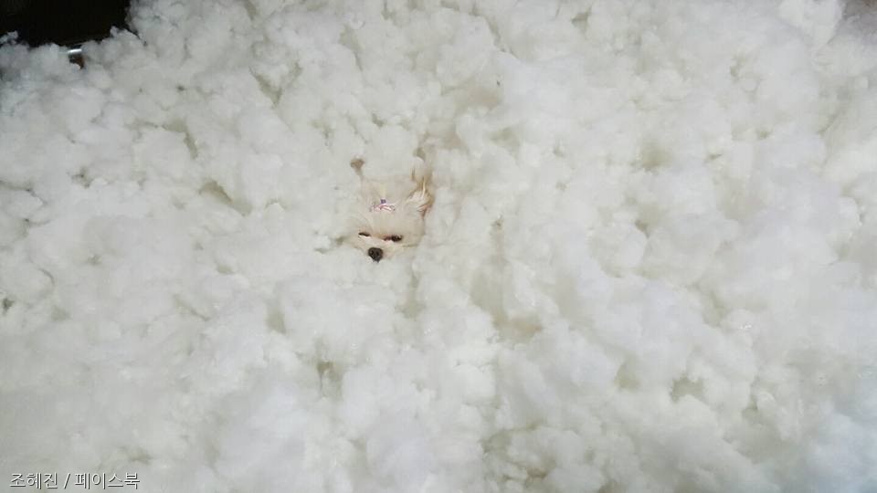 노트펫