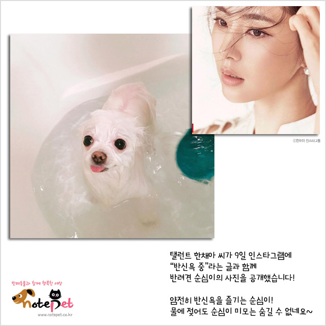 노트펫