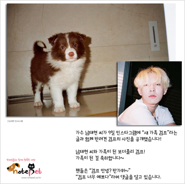 노트펫