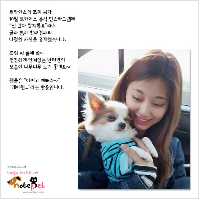 노트펫