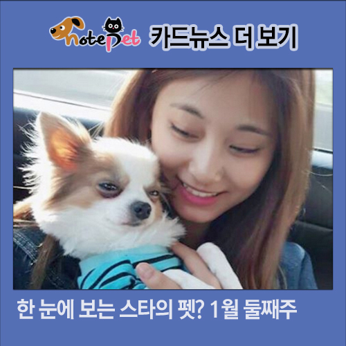 노트펫