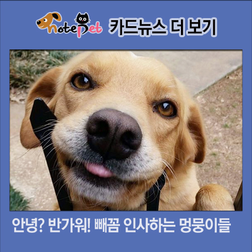 노트펫