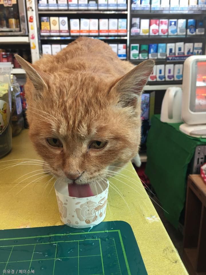 노트펫