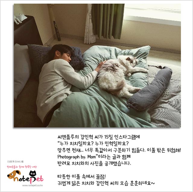 노트펫