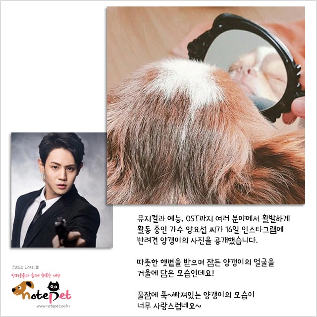 노트펫