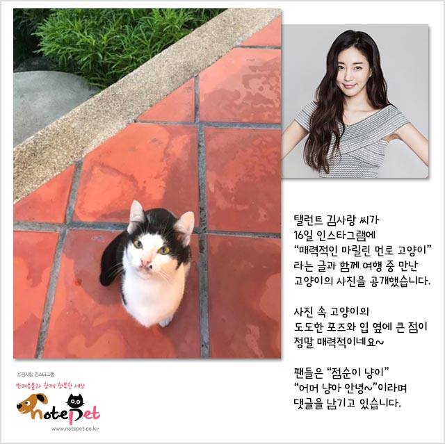 노트펫