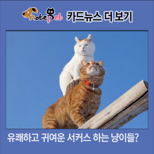 노트펫