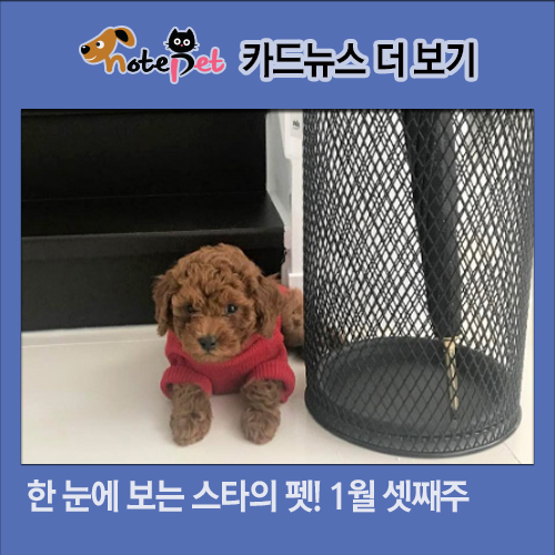노트펫