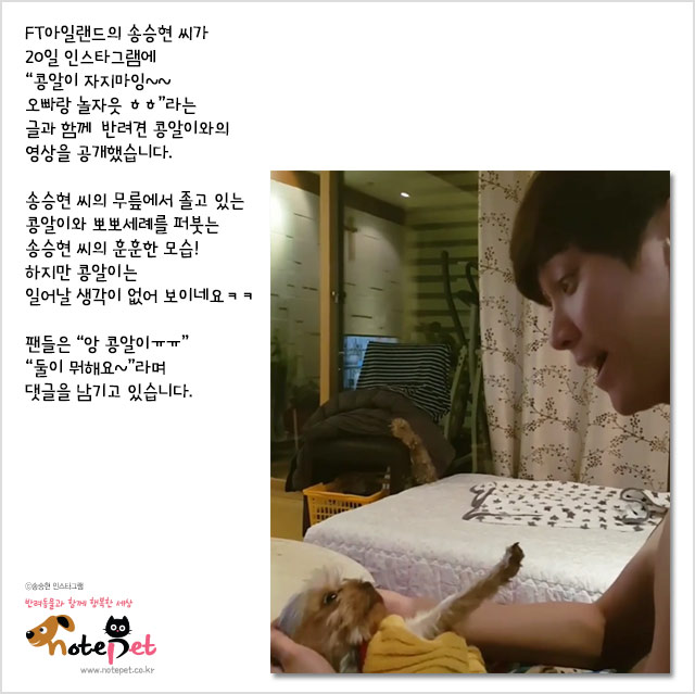 노트펫