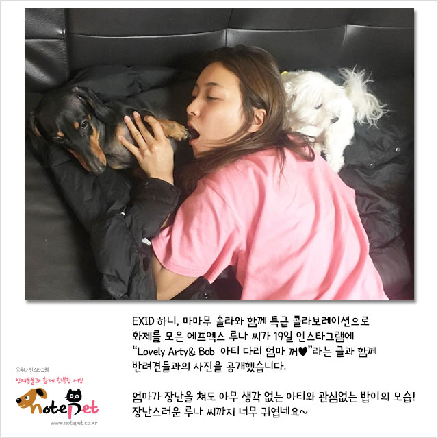 노트펫