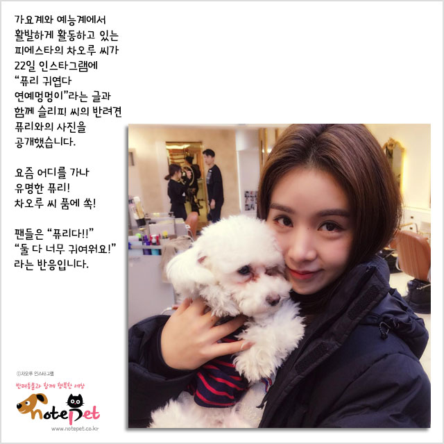 노트펫