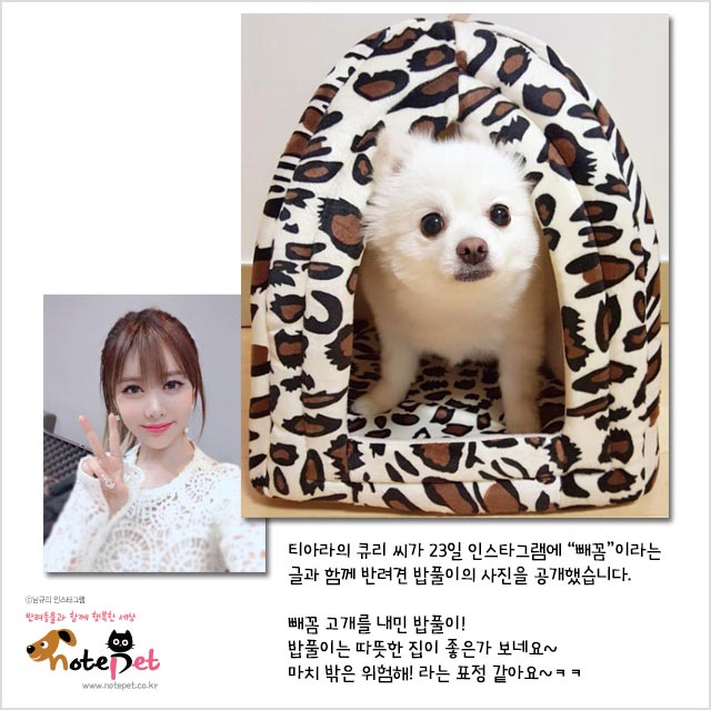 노트펫
