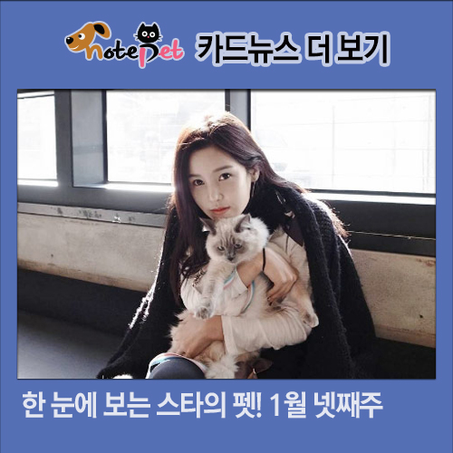노트펫