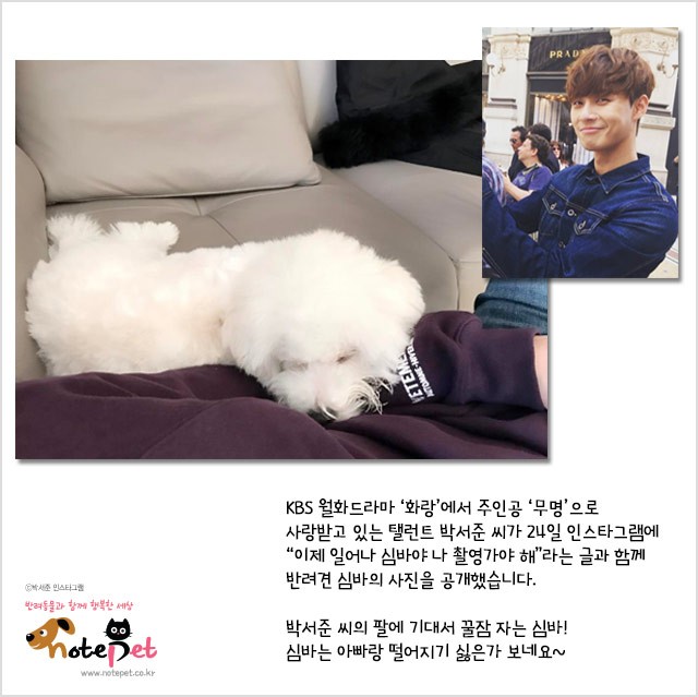 노트펫