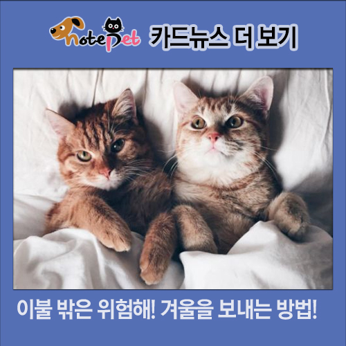 노트펫