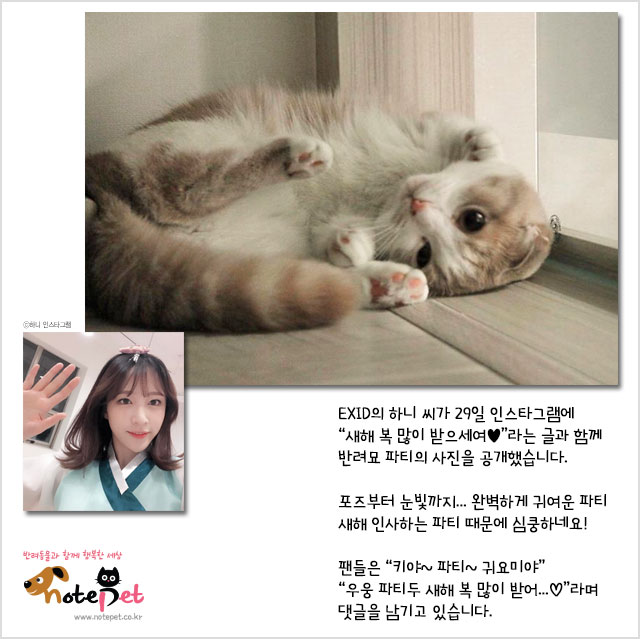 노트펫