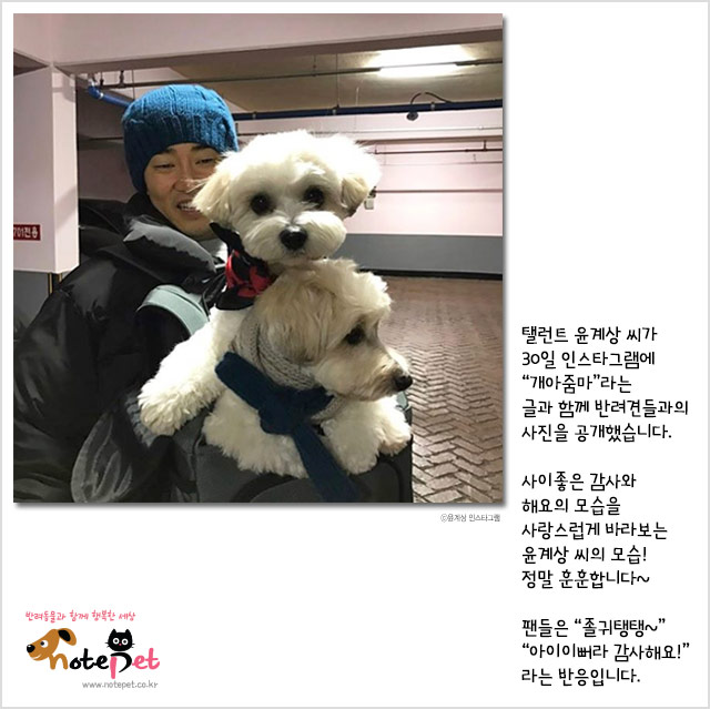노트펫