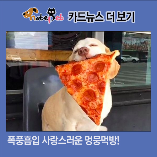 노트펫