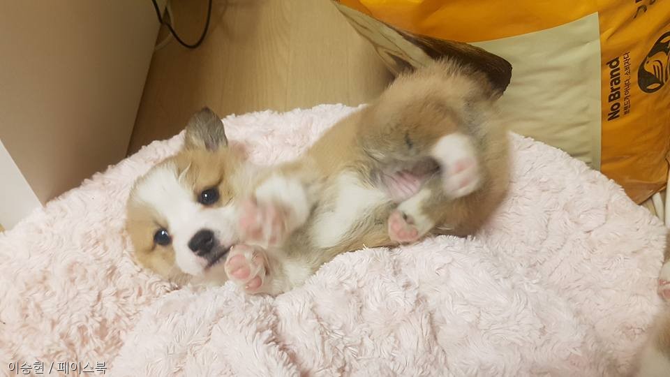 노트펫