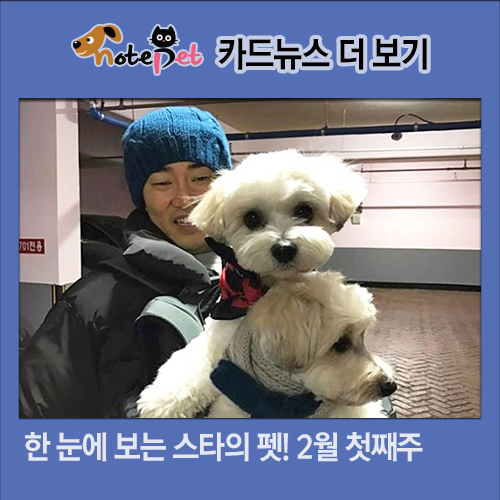 노트펫