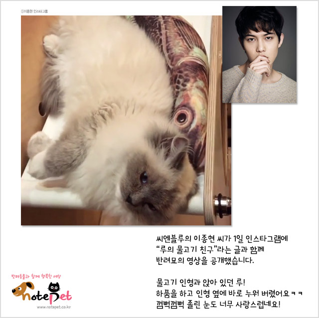 노트펫