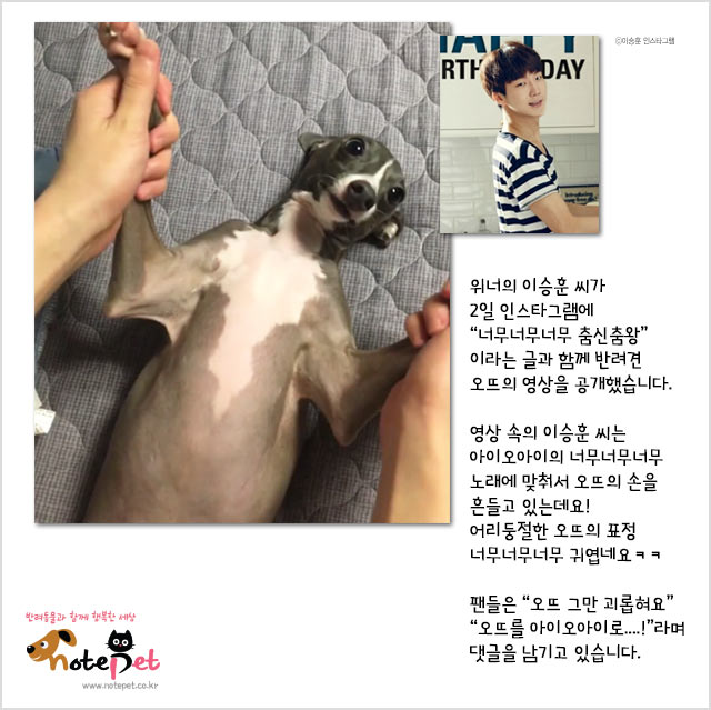노트펫