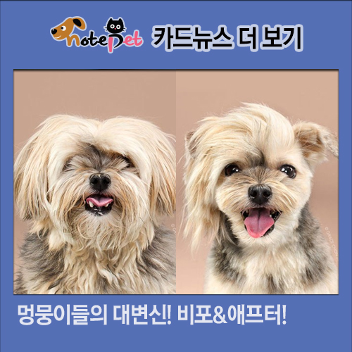 노트펫